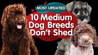 Top 10 Medium Size Dog Breeds That Dont Shed MOST UPDATED