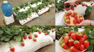 Growing strawberries at home is much more effective with tips from sacks