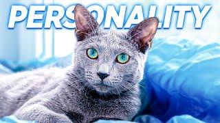 The Amazing Personality Of The Russian Blue Cat