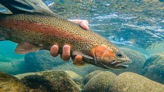 Fly Fishing for Rainbow Trout in a Gin-Clear Taupo River