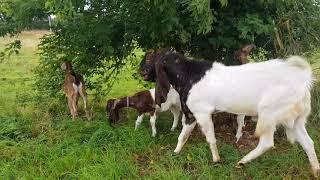 КОЗЫ КАМОРИ ПАТЭРИ НУБИЙЦЫ PATERI GOATS