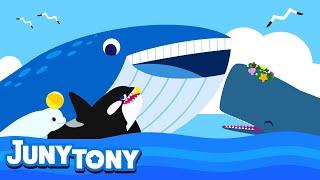 Whale Song for Kids  Learn Sea Animals  Blue whale Sperm whale Beluga Whale and Orca  Juny&Tony
