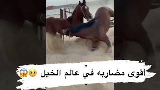 الحصان أصيل هرب وتضارب مع نبراس 