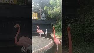 Burung Flamingo