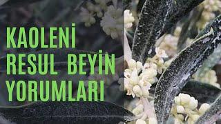 Resul Beyin KAOLENİ Dogal kaolin kili ve katkılı gülleci bulamacı bahçelerindeki yorumları