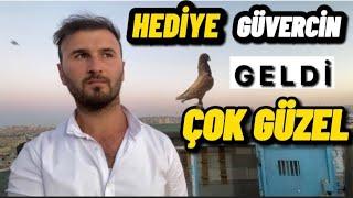 HEDİYE GÜVERCİN GELDİ YAVRU GÜVERCİNLERİMİZİ UÇURDUK