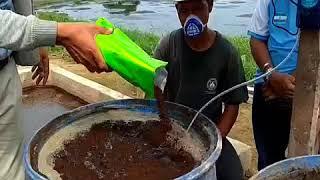 MENGOLAH LIMBAH CAIR KELAPA SAWIT  LCKS  MENJADI PUPUK ORGANIK CAIR HAYATI