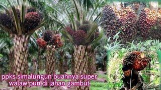 @ #antowijaya PPKS Simalungun panen sawit sedang dengan buah super #sawit #ppks #dpsain1calabar