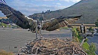 Second Osprey Chick Antali Fledges from Hellgate Nest  August 14 2024