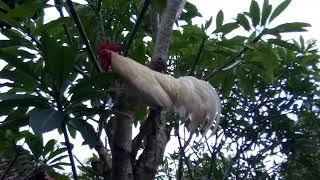 Ayam ketawa putih