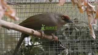 Suara Burung Poksay Kuda MP3