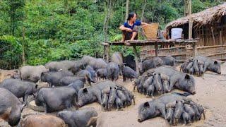 Full video 100 days A 5-year journey of raising pigs in the forest Isolated life