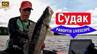 Пелагический судак с PANOPTIX LIVESCOPE. Десногорск 22 июня 2024