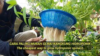 CARA PALING MURAH SEMAI KANGKUNG HIDROPONIK  The cheapest way to grow hydroponic spinach