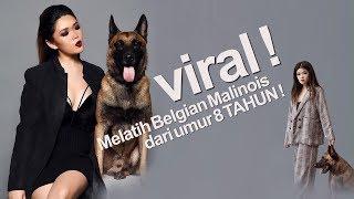 Pelatih Anjing Termuda & Tercantik Sudah Menaklukan 7 Ekor Belgian Malinois