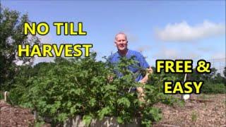 NO TILL Potatoes EARLY HARVEST FREE & EASY