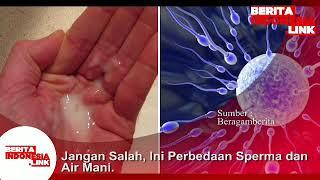 Inilah perbedaan Sperma dan Air mani.