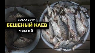 ВОБЛА 2019. Фидерная Рыбалка в Астрахани. Часть 5