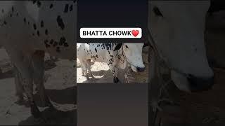 Bhatta Chowk Biggest Coe mandi in Islamabad #shorts #mandi #bhattachowkmandi #viral #ytshorts