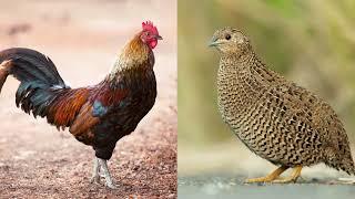 Chicken Vs Quail  Poultry  Differences