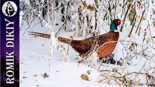 Зимняя охота на фазана. 14-16 декабря 2019г.