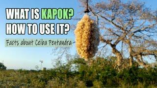 Ceiba Pentandra  Learn about this magestic giant tree  Silk cotton Kapok Java fruit seeds