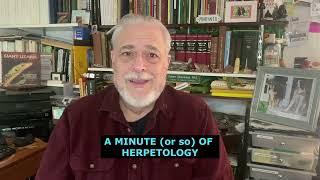 A Minute or so of Herpetology