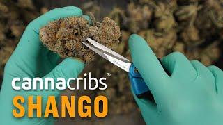 Shango Las Vegas Premium Cannabis Vertically Integrated MSO Canna Cribs S2E6