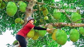 Harvesting Jackfruit to the market sell    Make crispy fried rolls Lucias daily life