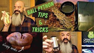 Ball Python Tips and Tricks Helpful advice for ball python keepers