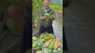 Perkebunan Mangga  Mango Farm