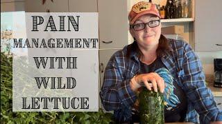 Herbal PAIN MANAGEMENT  Making Wild Lettuce Tincture