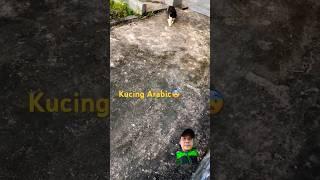 kucing bicara bahasa arab #cat #catlover #shortvideo #shortsfeed