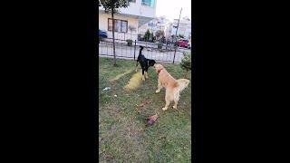 KÖPEKLERİN OYUN GÖRÜNTÜLERİ OSKAR VE GOLDEN RETRİEVER SU #dogs #köpekvideoları