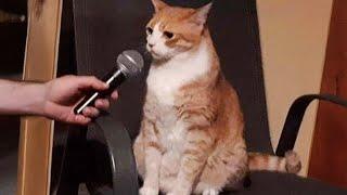 When These Cats Can Speak English Better Than Hooman  Funny Cats 2024