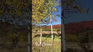 Plain Air Painting in the Fall #art #painting  #fallcolor #pleinairpainting