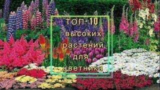 ТОП-10 высокорослых многолетних растений для заднего плана цветника описаниефото.