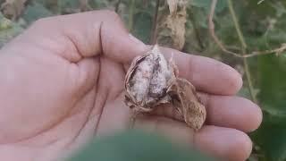 how to control cotton height   how to control white fly in cotton #cotton #worldinfo