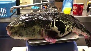 Farming Most Toxic Fish in JAPAN  Fugu Fish Farming Pufferfish