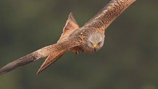 Red Kites in flight close up