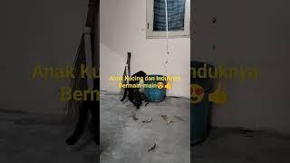 Anak Kucing dan Induknya Bermain-main