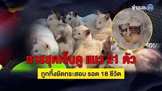 ทาสสุดเอ็นดู แมว 21 ตัว ถูกทิ้งยัดกระสอบ รอด 18 ชีวิต