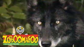 Zoboomafoo 111 - Fierce Creatures Full Episode