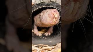 Shocking Survival Skills Of Naked Mole Rats  #animals #shocking #facts