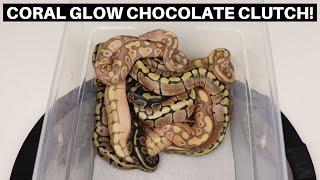 The Last Coral Glow Ball Python Clutch Of 2021 Ball Python Egg Cutting - Benjamins Exotics