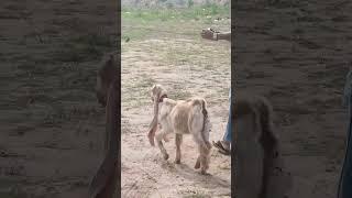 WORLD LONGEST EAR GOAD  GUINESS RECORD? COW MANDI 2023 #bakra #shorts #goat