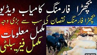 bachra farming business ideas in pakistan 2024 qurbani bachra farming tips fattening business