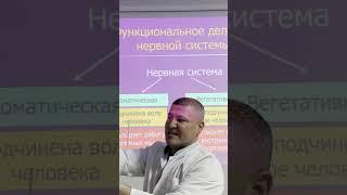 За счет чего осуществляется нормальная функциональная деятельность всего организма?