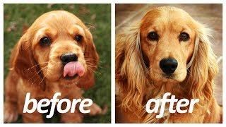 40 Dog Breeds Before and After Growing Up  Puppy to Adult HD