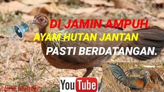 Suara pikat ayam hutan‼️ampuh pejantan pasti berdatangan